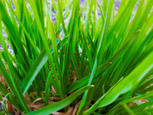 Green Grass Closeup With Dry Yellow Grass Down In The Summer In The Forest