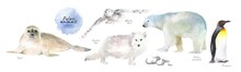 Watercolor Illustrations Of Polar Northern Animals: Seal, White Owl, Arctic Fox, Polar Bear, Penguin, Isolated Drawings By Hand
