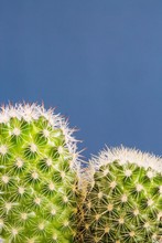 Close Up Of A Cactus Plant With Sharp Thorns