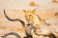 Female Lion With A Kudu Kill In The Morning Light In Savuti, Chobe, Botswana, Africa.