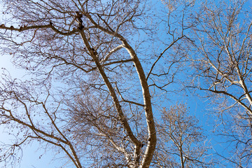 tree in winter