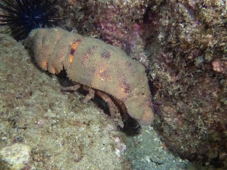 Galapagos Slipper Lobster (Scyllarides astori)