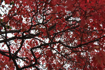 tree with red leaves