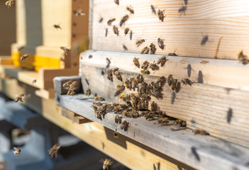 Poster - Bienenflug im Frühjahr