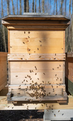 Wall Mural - Bienenflug im Frühjahr