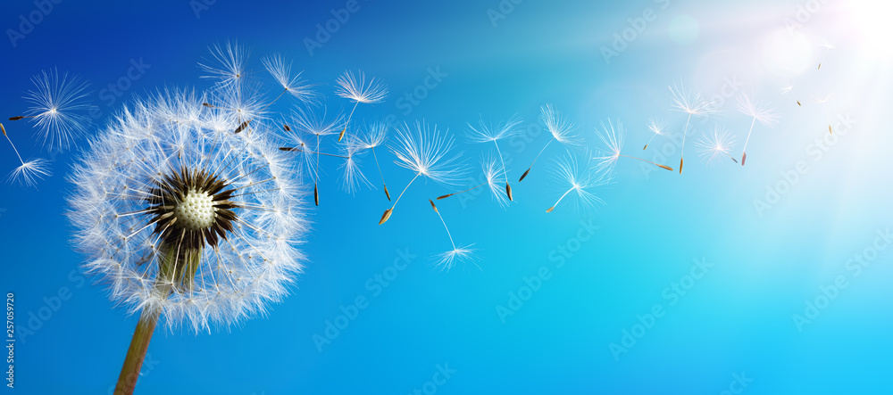 Dandelion With Seeds Blowing Away Blue Sky - obrazy, fototapety, plakaty 