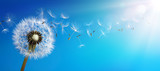 Fototapeta Dmuchawce - Dandelion With Seeds Blowing Away Blue Sky