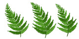 Fototapeta Tulipany - Realistic fern leaf collection, isolated on white. Vector illustration for nature design, or ECO background with fresh green color