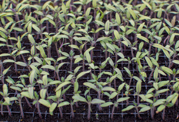 Wall Mural - Seedlings germinate in fertile soil with fertilizer.  Tomato seedlings grow in the light.The appearance of the first tomato sprouts after planting A few days later