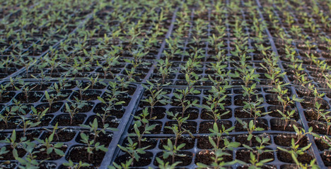 Wall Mural - Seedlings germinate in fertile soil with fertilizer. Sprouted Tomato. Potted Tomato Seedlings Green Leaves.