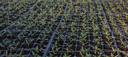 Wall Mural - Seedlings germinate in fertile soil with fertilizer. Sprouted Tomato. Potted Tomato Seedlings Green Leaves.