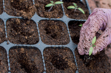 Wall Mural - Female gardener's hands sit tomato seedlings