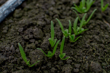 Wall Mural - Germination of spinach in the greenhouse soil. Microgreen spinach seed gathering.