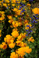 Wall Mural - Arizona Wildflowers 2019