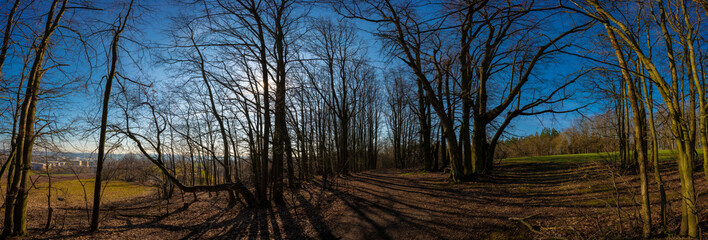 Wall Mural - Panorama of forest at sunny day