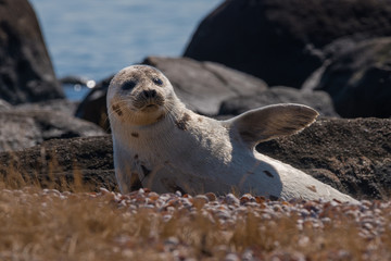young harp seal resting in spring sunshine on coastal beach new england beach