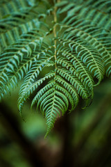 Wall Mural - Green leaves on dark background, nature summer forest plant concept