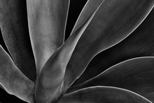 Sensual Dynamic Flowing Agave Plant In Black And White With Exquisite Curves