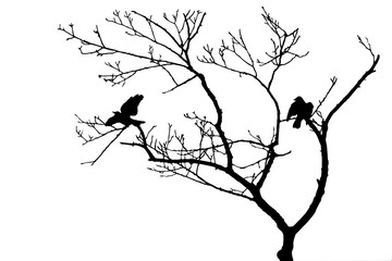 Two bird crows in bare tree branches silhouette