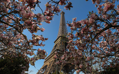 Wall Mural - Eiffel Tower and blooming manolia tree close up, Paris, , France