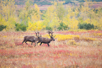 a pair of reindeers in tundra in autumn