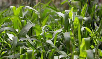 green fodder in Livestock nutrition