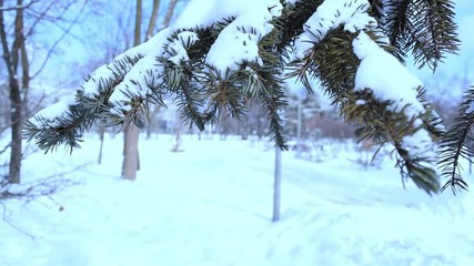 Wall Mural - View through snowy pine branch in winter Park.