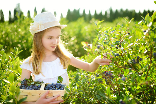cute little girl picking fresh berries on organic blueberry farm on warm and sunny summer day. fresh