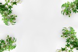 Fototapeta Na drzwi - Plante retombante verte sur fond blanc