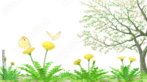 モンシロチョウとタンポポ 葉桜のイラスト Stock Photo Adobe Stock