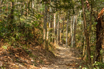 Fototapeta path with nobody at tropical forest