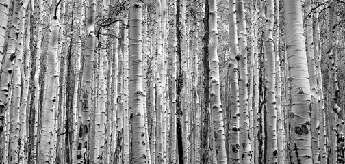 Thick forest of trees create black and white textured background