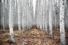 Hauntingly Beautiful Symmetrical Forest