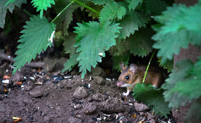 Canvas Print - An adult wood mouse (Apodemus sylvaticus) peers out of the vegetation to look for food at the Wood Lane Nature Reserve in Shropshire, England.