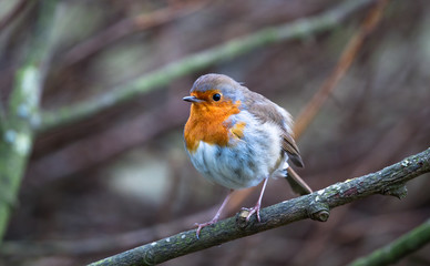 Canvas Print - A European robin (Erithacus rubecula) perches on a branch in Shropshire, England.