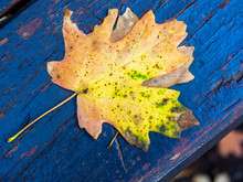 Yellow Speckled Leaf In Autumn, On Blue Painted Background