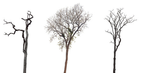 Wall Mural - Collection of dead trees silhouettes isolated on white background