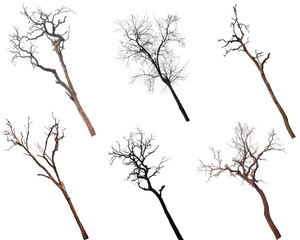 Collection of dead trees silhouettes isolated on white background