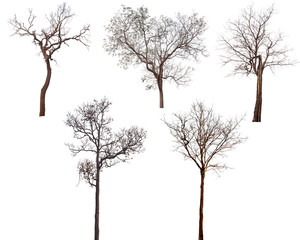 Wall Mural - Collection of dead trees silhouettes isolated on white background