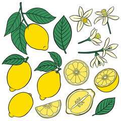 Wall Mural - Set of elements of a lemon.