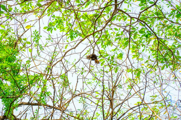 the squirrel eat nut on the tree in the park.