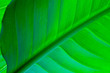 © Антон Скрипачев - green leaf of a plant close up