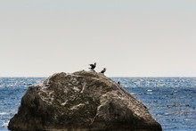 A Pair Of Cormorants On A Rock In The Sea.