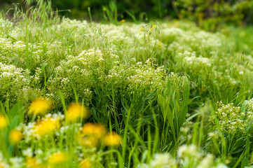 background of various green plants and tall wildflowers of white and yellow on the lawn