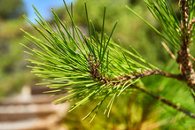 Long Green Needles Of A Young Pine