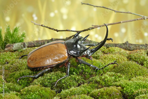Fotomural Unicorn beetle (Eupatorus graciliconis) also known as the Five-horned rhinoceros beetle, or Hercules beetles