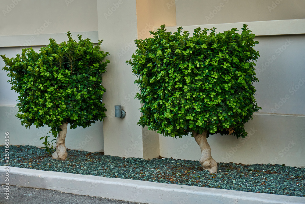 Tree With Rectangular Bush Rectangular boxwood topiary. Buxus sempervirens. Small boxwood trees ...