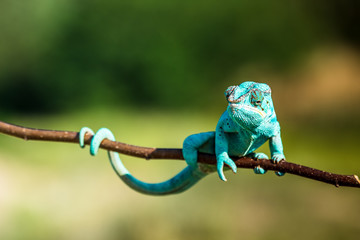 Chameleon Furcifer pardalis Ambolobe 2 years old, Madagascar endemic Panther chameleon in angry state, pure Ambilobe (Chamaeleoninae)