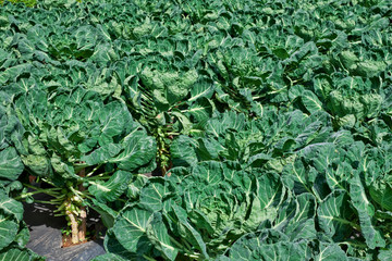  Fresh chinese kale in plantation