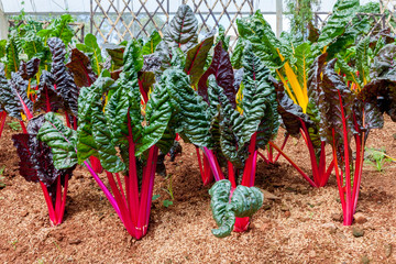 Swiss Chard, rainbow colors vegetable in a plantation.